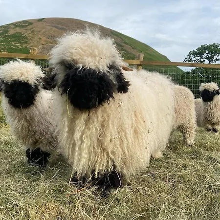 Oak Tree Nestled In The Hills Of The District And Yorkshire Dales Apartment